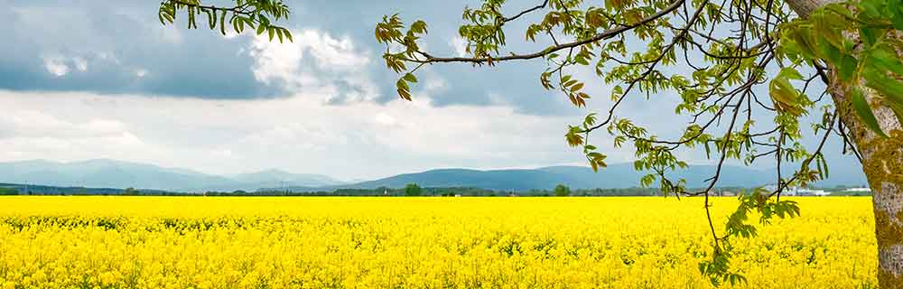 La nutrizione molecolare: nella pratica di cosa si tratta? - Diabete.com