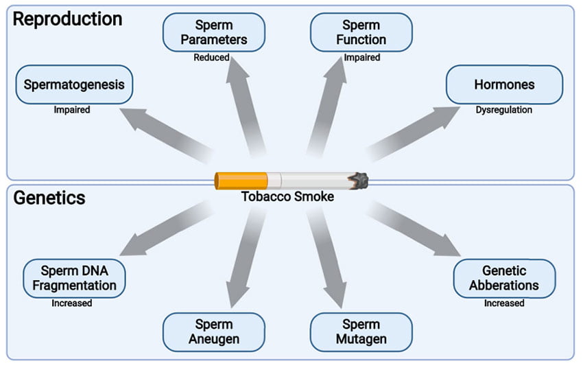 Effetti del fumo di tabacco sulla fertilità maschile e impatto sull’integrità del patrimonio genetico.