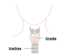 tiroide-trachea