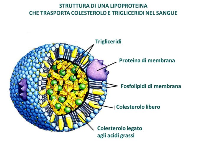 Colesterolo buono e cattivo - Diabete.com Colesterolo buono e cattivo - Diabete.com
