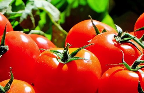 Pomodoro, il re dell’estate è ricco di licopene