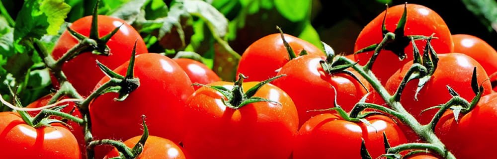 Pomodoro, il re dell’estate è ricco di licopene