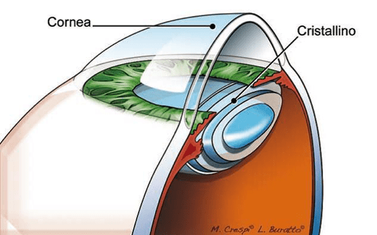 Cornea e cristallino - come si riconosce una cornea sana? - Diabete.com Cornea e cristallino - come si riconosce una cornea sana? - Diabete.com