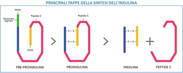 principali tappe della sintesi dell'insulina