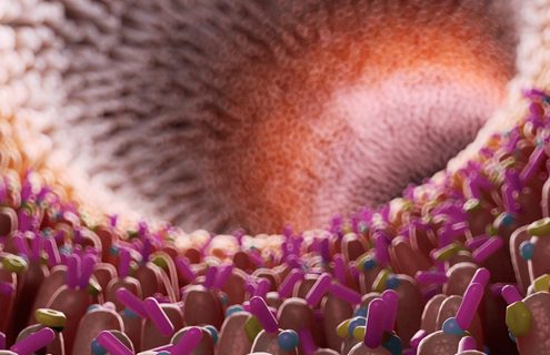 Zuccheri e dolcificanti: quale interazione con il microbiota intestinale? - Diabete.com