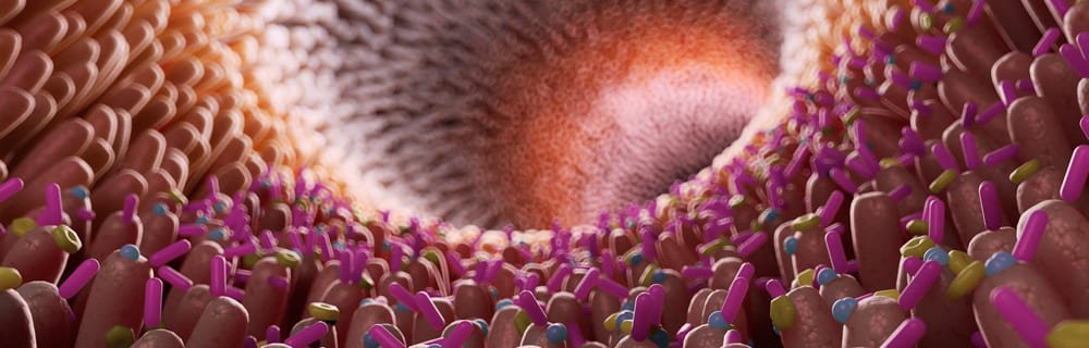 Zuccheri e dolcificanti: quale interazione con il microbiota intestinale? - Diabete.com