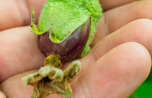 L'alimentazione del futuro: dalle calorie alle molecole