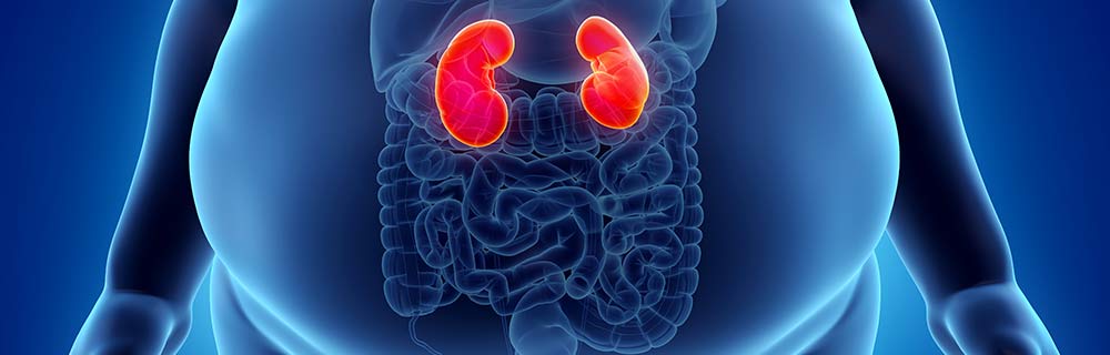 Diabete, obesità e Malattia Renale Cronica: una triade pericolosa