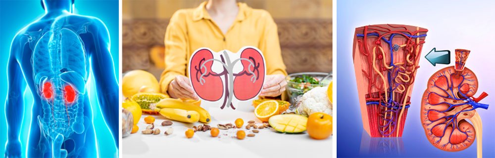 La malattia renale cronica: prevenzione, sintomi, diagnosi e terapie