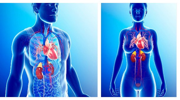 Valutazione del rischio cardiovascolare e/o renale nel paziente con diabete