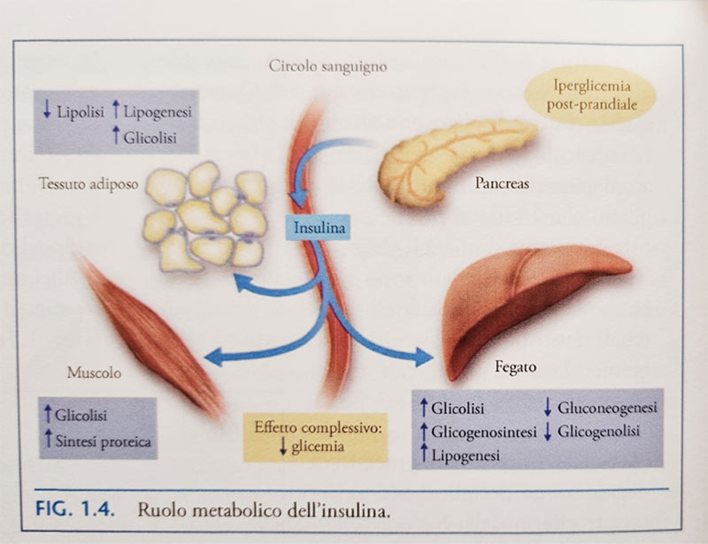 Insulina e glucosio: perché lavorano insieme? 