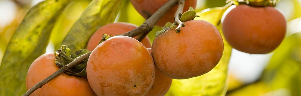 Cachi e diabete: i consigli del nutrizionista